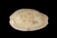 藏品(腰斑寶螺)的圖片